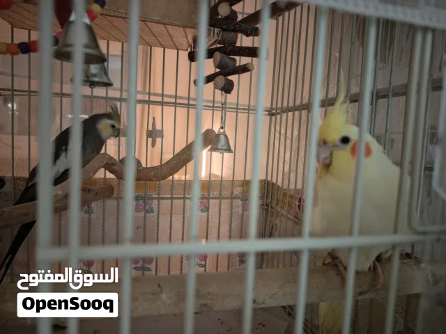Cockatiel pairs with large cage
