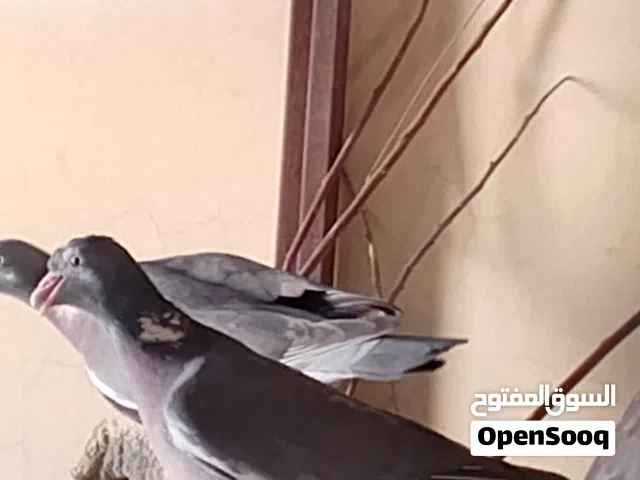 مجموعة طيور للبيع