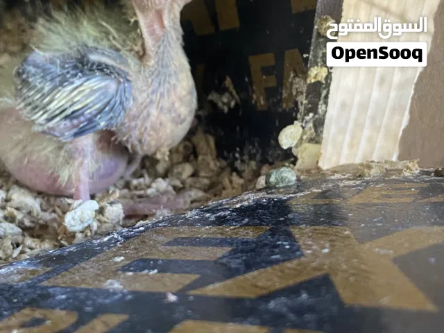 فرخ كوكتيل إزابيل