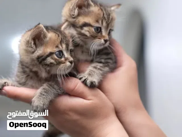 كتن بسعر مميز التسليم بعد الفحص الطبي للضمان مع جميع مستلزماتو والمطاعيم