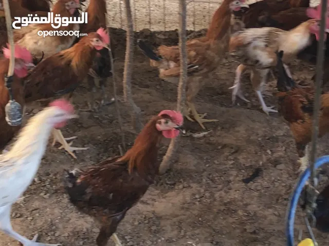 يوجد لدينا جميع انواع الطيور الفرش باسعار مناسبه كما يوجد لدينا خدمه توصيل دبي عجمان والشارقه والف