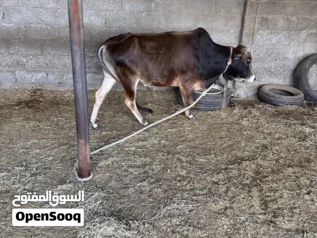 ثور محلي للبيع