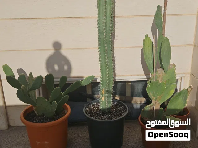 للبيع الصبارات الموجودين بالصورة