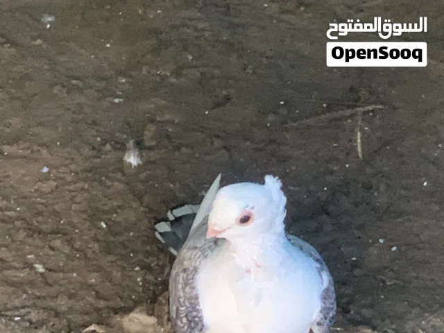 زوج حمام ستلايت للبيع  وبسهن مجاب طيور نضيفه