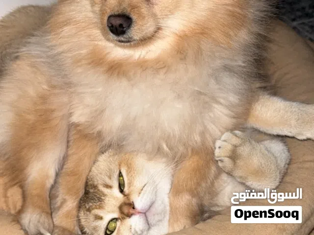 مطلوب كلب بو ذكر للتزاوج