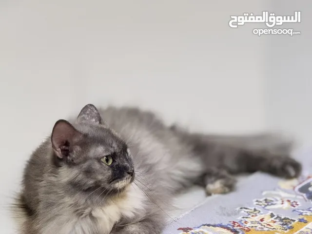 بيع قطه مميزة
