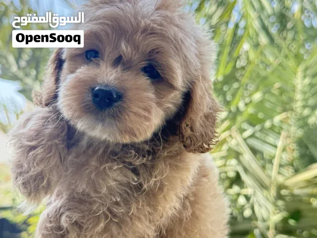 Toy Poodle for sale