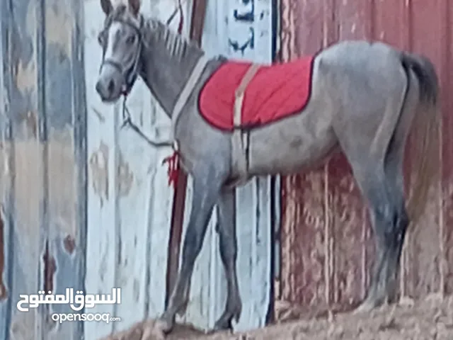 مهر عربي للبيع