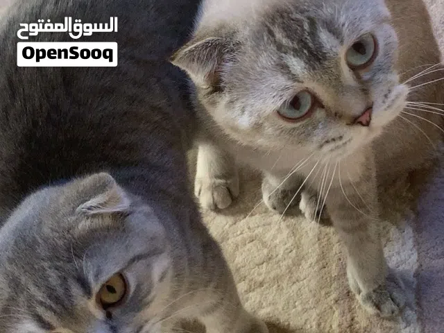 اناث سكوتش فولد