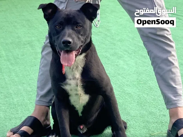 كلب بيتبول مكس بونتر