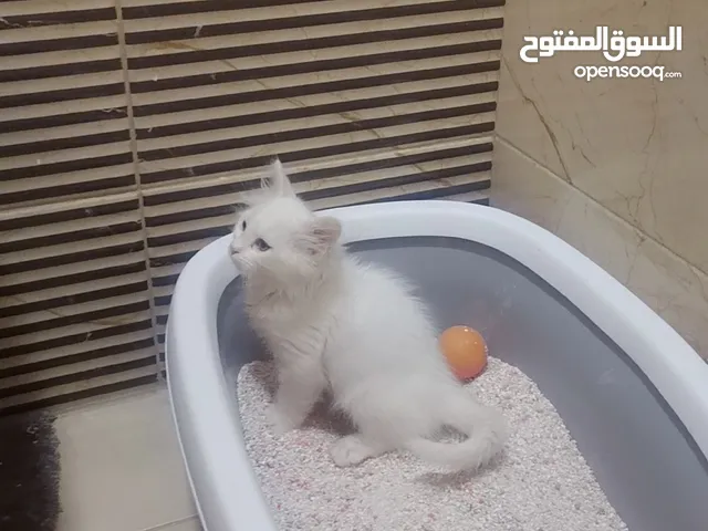 قط شيرازي عمر شهريين للبيع