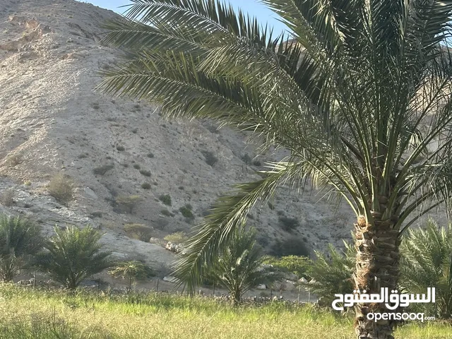 2 Bedrooms Farms for Sale in Muscat Quriyat