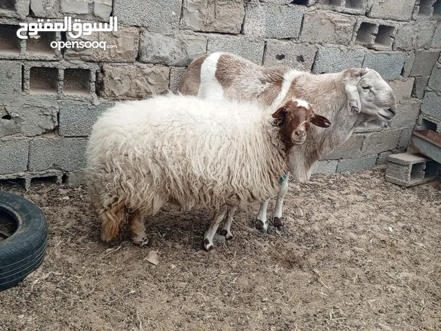 نعجة للبيع برقاوية حايل...جهامة الله ايبارك بضحي أو تربي..