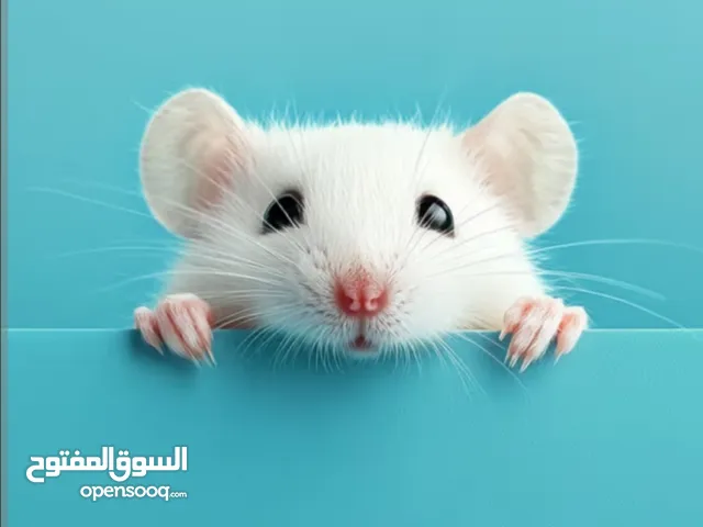 فئران وجرذان مختبرات  laporatory mouses and rats