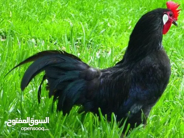 مطلوب مطلوب ديك عرب اصلي اسود