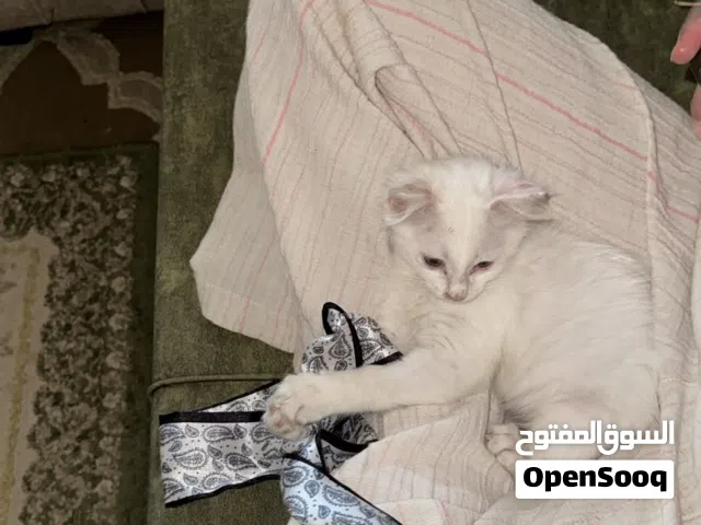 قطة انجورا  للتبني