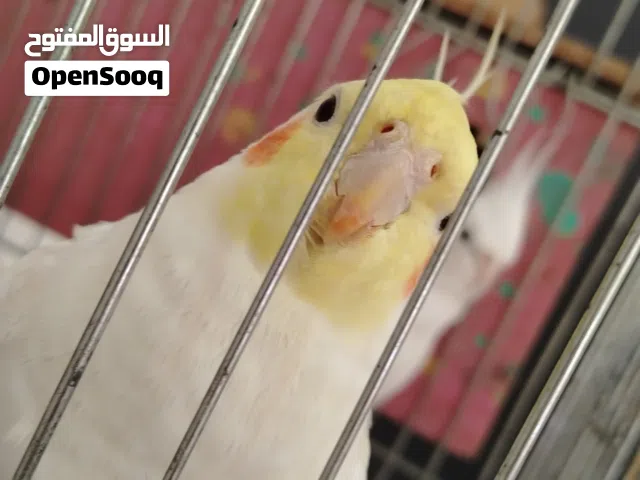 كوكتيل اليف متكلم