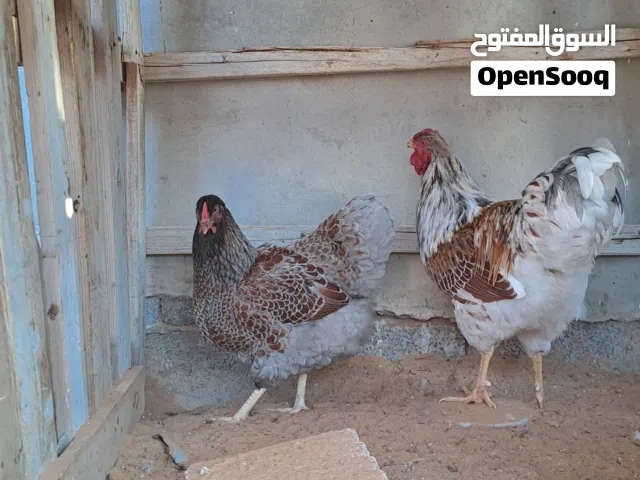 السلام عليكم متوفر 5 دحيات ون دوت المكان عين زاره