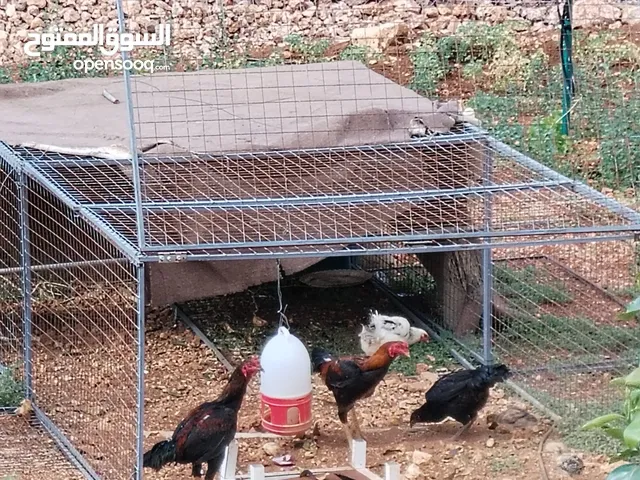 دجاج باكستاني