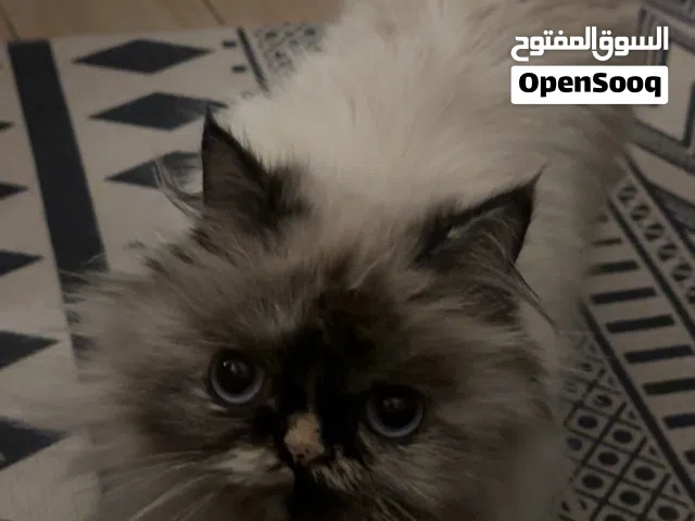 انثى للتبني عمرها سنتين و نص