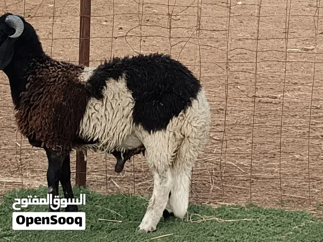 خروف الله يبارك (عيد)