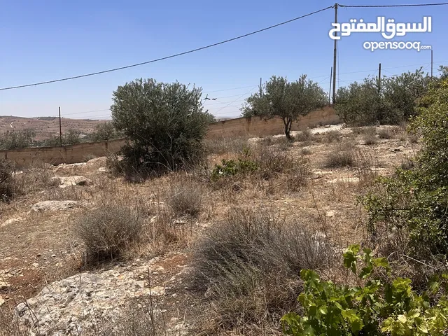 Farm Land for Sale in Mafraq Nadira