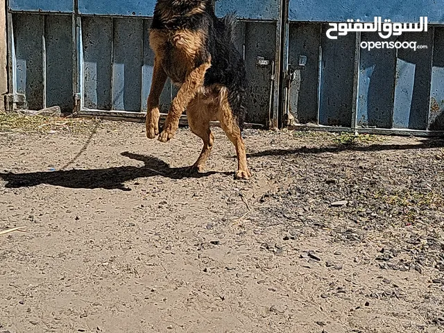 ذكر جيرمن فاخر