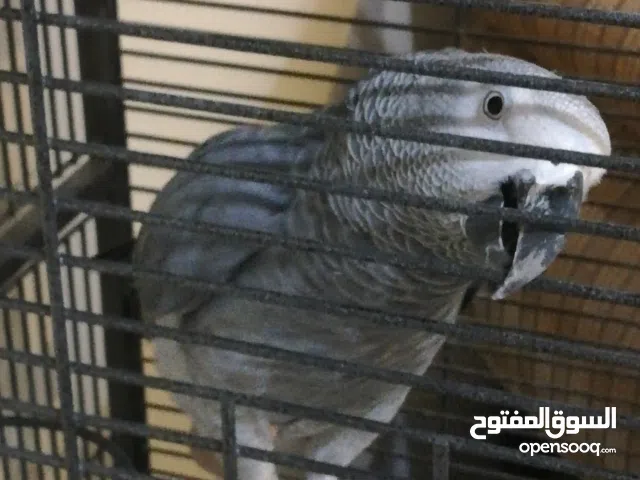 ببغاء كاسكو للبيع