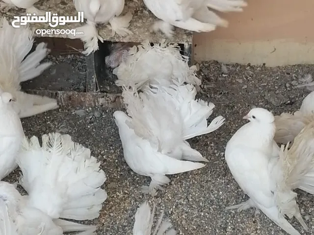 حمام شمسي امريكي