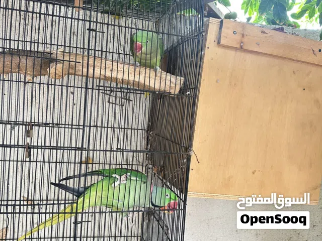 زوج نيبالي  الحجم الكبير البيع