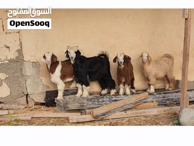 اغنام عمانيات