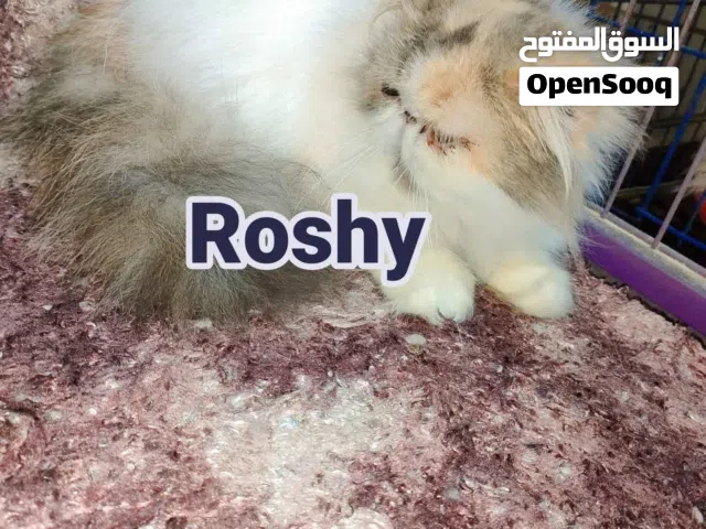 انثي فإن كاليكو براون