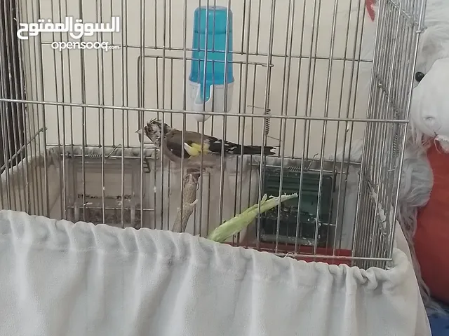 حسون حبة بلدية طالع من غيار