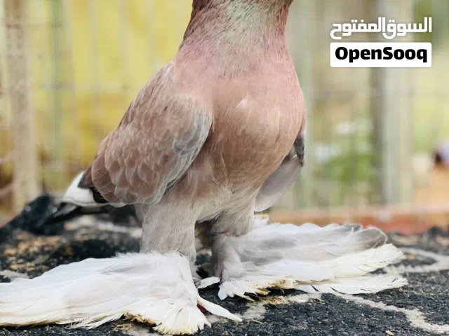 2ذكوره هزاز وانثي اسباني