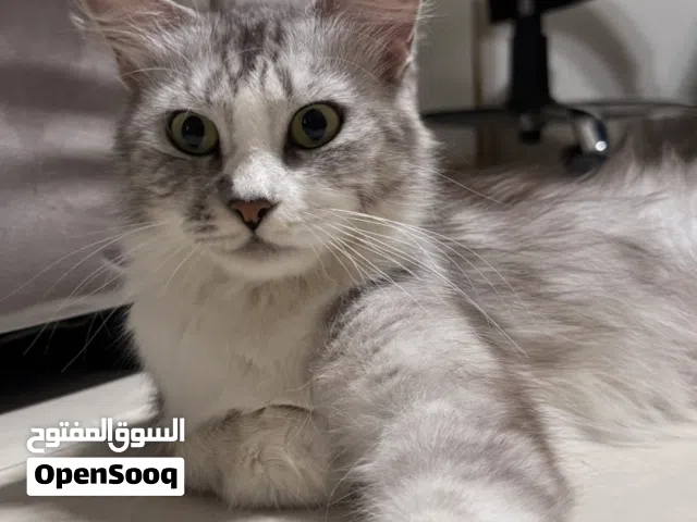قطة للتبني