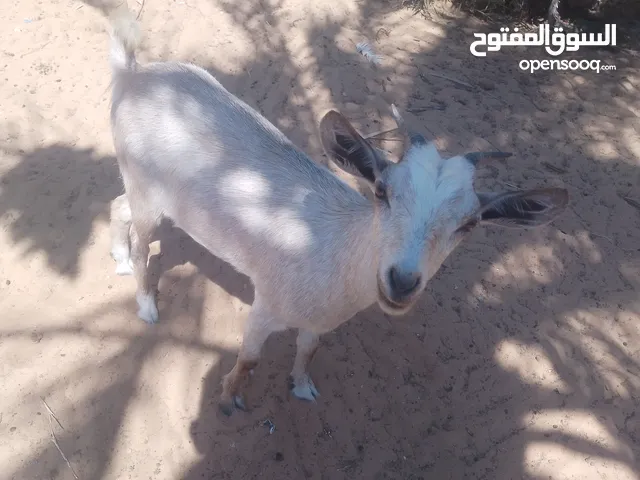 معزه الله يبارك