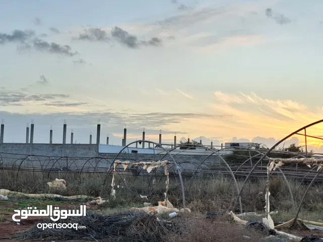 Farm Land for Rent in Benghazi Boatni