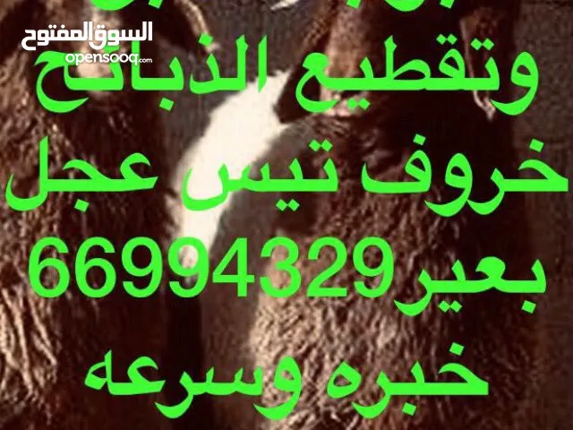 قصاب. جزار الدبايح لباب بيتك