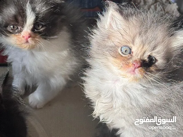 5قطط شيرازي للبيع العمر شهر ونص