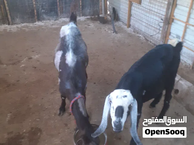 عنزتين لحم ضحايا