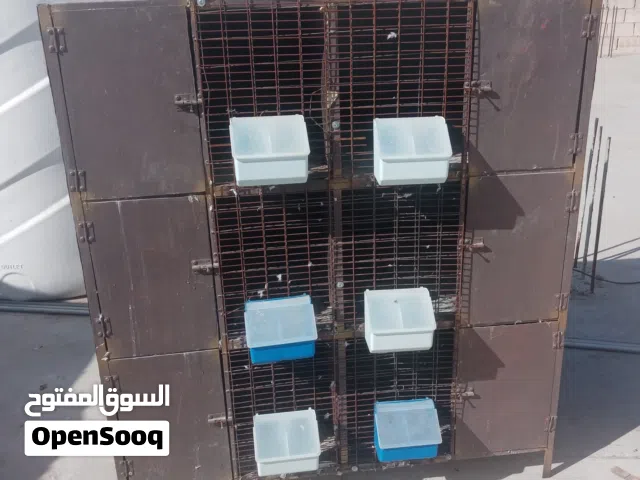 للبيع أربع جواز حمام مع قن