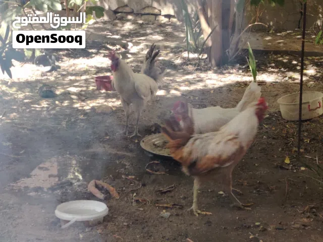 متاح 3 ديوجه