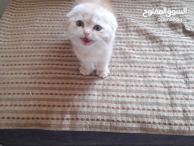ذكر سكوتش تريبل بيور بيور فولد