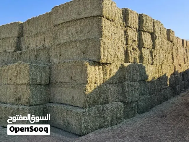 برسيم والرودس للبيع بأفضل الاسعار