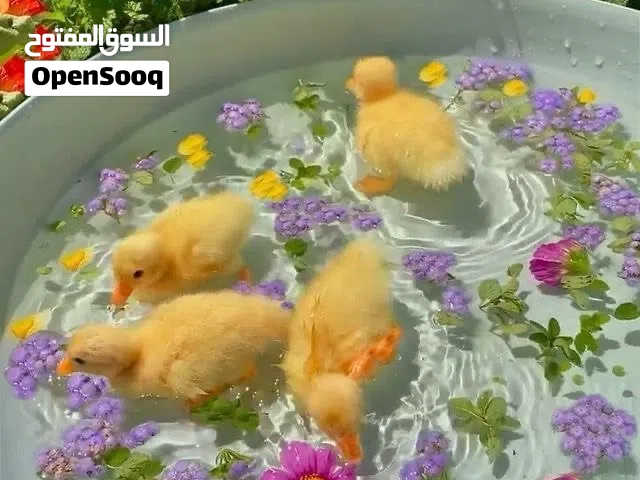 صيصان بط كيوت