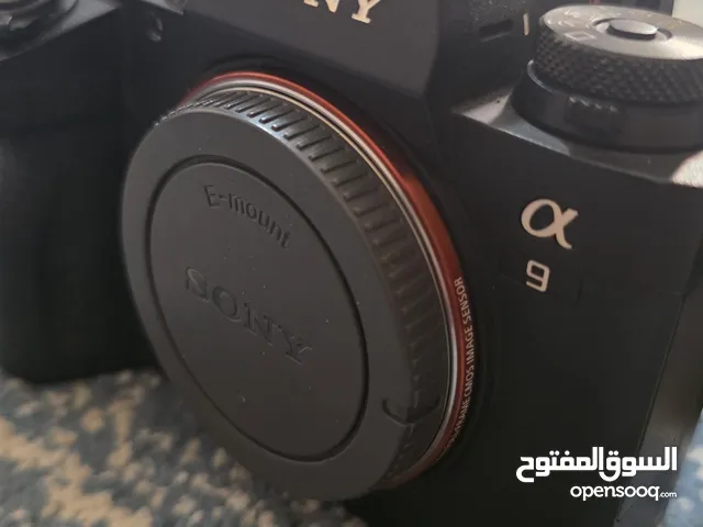 sony a9 + sony 100-400mm lens