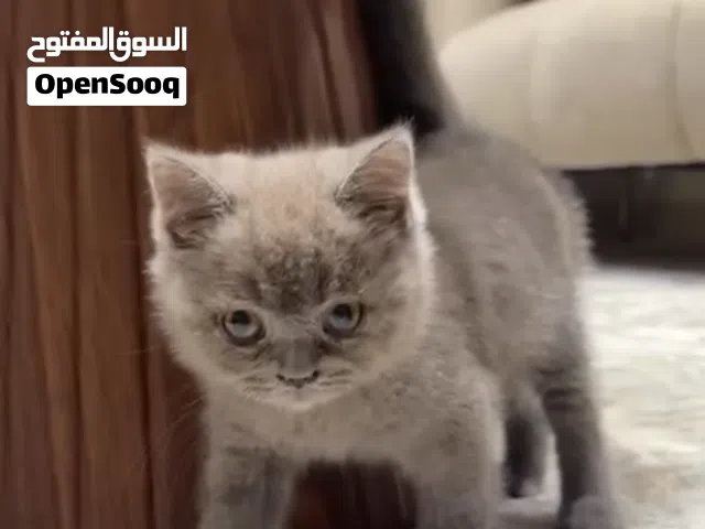 للبيع قط ذكر سكوتش بيلو