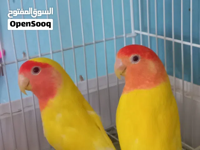 كوبيه روز للبيع سعر حرق