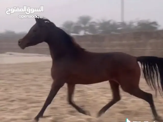 فرس عربيه جواز واهو