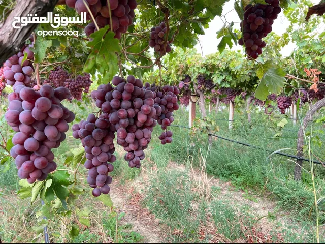 فواكه وخضروات